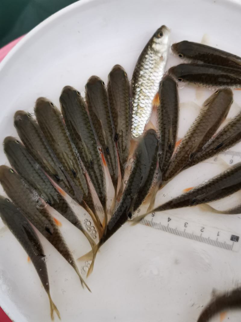 军鱼苗，河坚鱼苗，青竹鲩鱼苗…大量出售欢迎下单