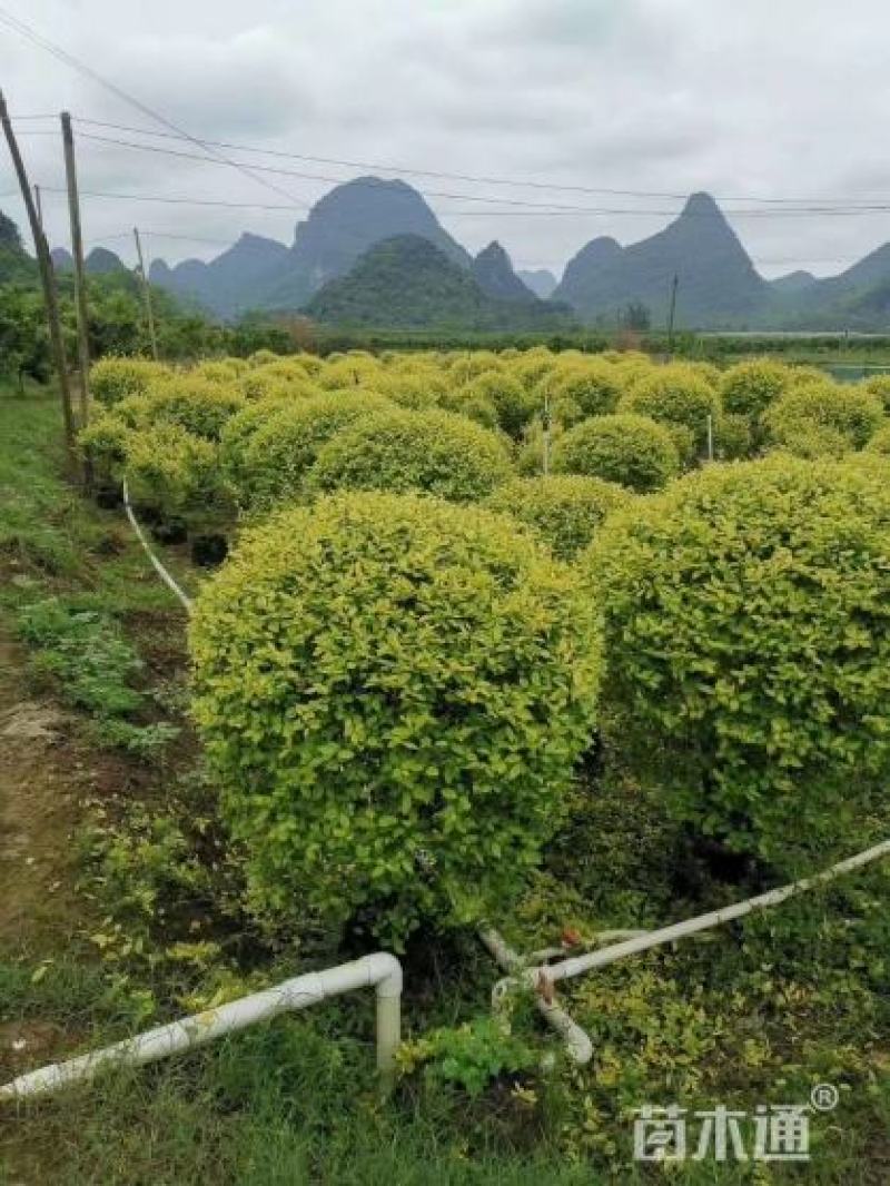 金叶女贞小区绿化供应60—120各种规格球