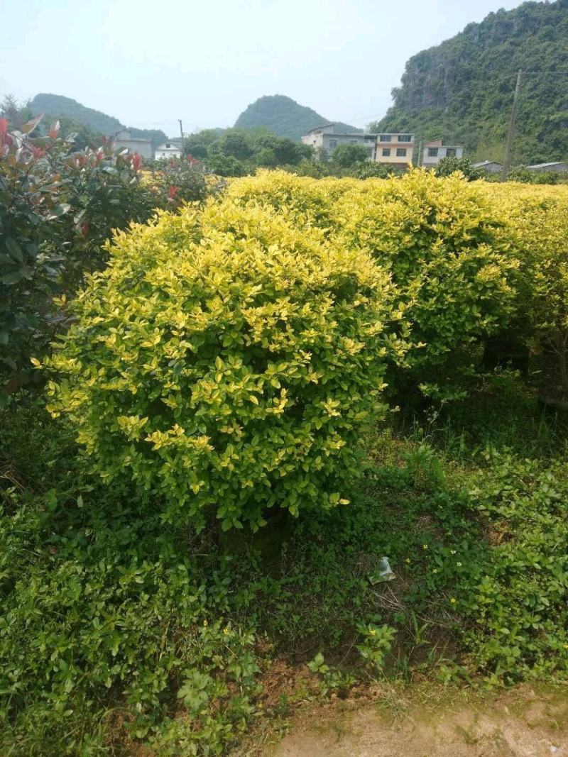 金叶女贞小区绿化供应60—120各种规格球