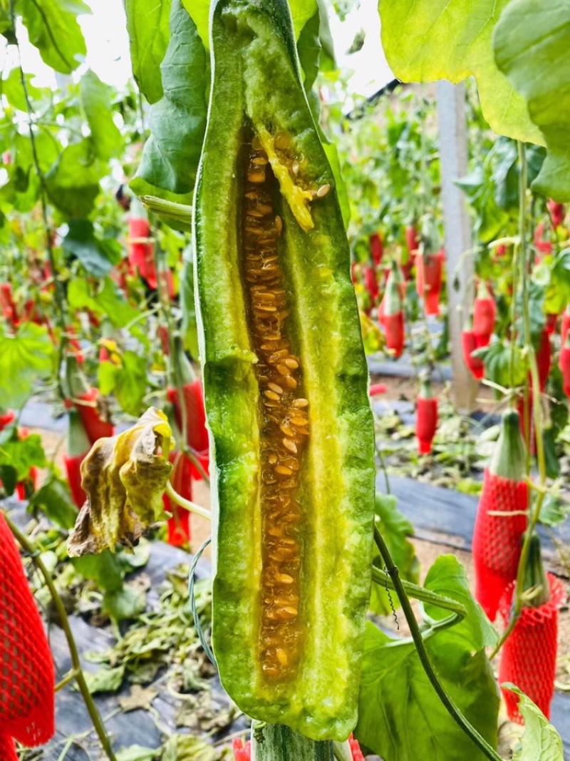 山东寿光万亩棚区羊角蜜羊角脆甜瓜诚信代办