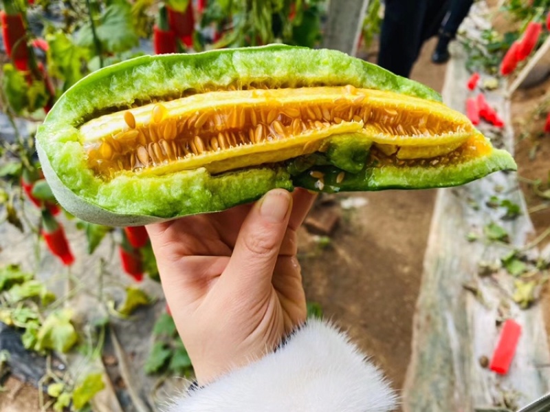 山东寿光万亩棚区羊角蜜羊角脆甜瓜诚信代办