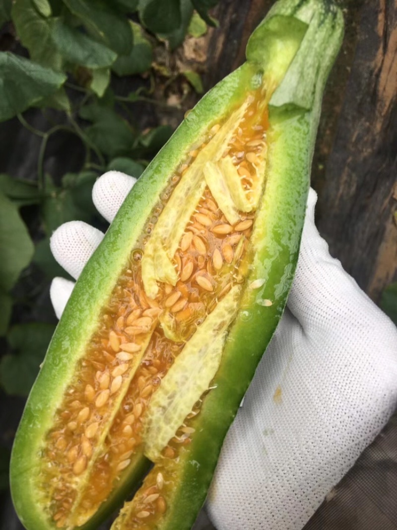山东寿光万亩棚区羊角蜜羊角脆甜瓜诚信代办