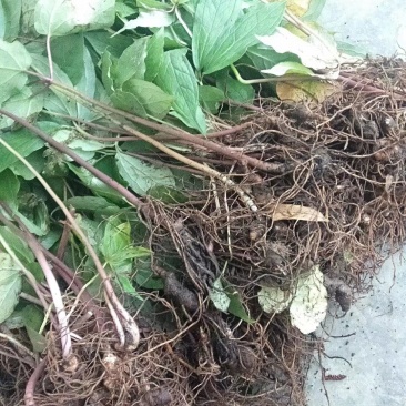 种苗，野生华重楼苗。