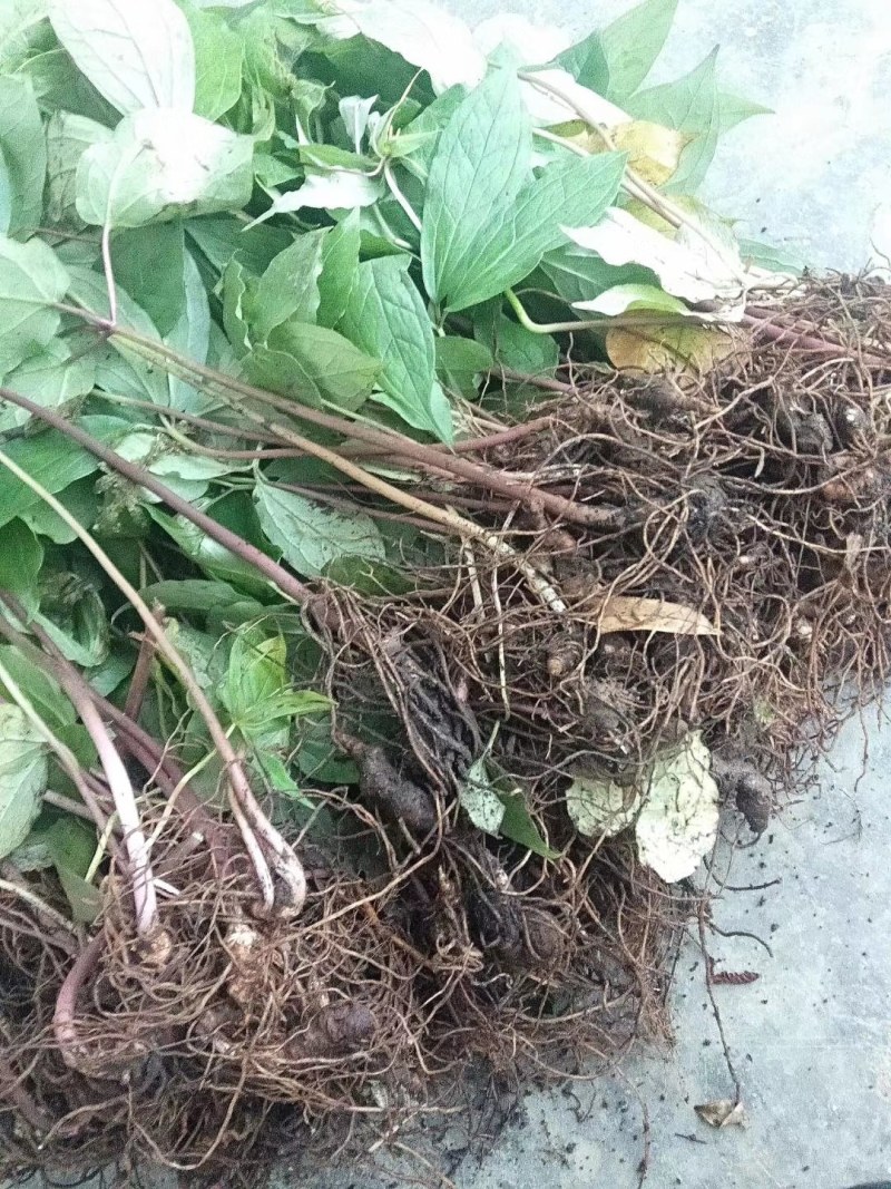 种苗，野生华重楼苗。