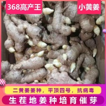 川368高产王，二黄姜种小黄姜种代催芽高产脱毒，亩产过万
