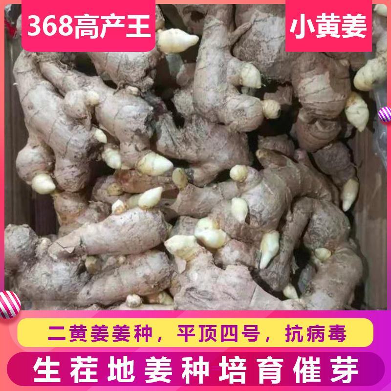 川368高产王，二黄姜种小黄姜种代催芽高产脱毒，亩产过万