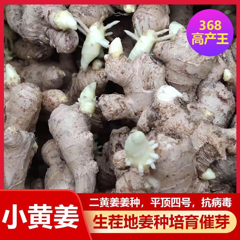 川368高产王，二黄姜种小黄姜种代催芽高产脱毒，亩产过万
