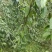 黑老虎，布福娜3年优质品种大苗，种植结果快
