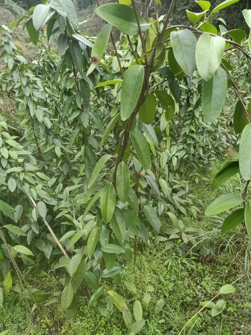 黑老虎，布福娜3年优质品种大苗，种植结果快