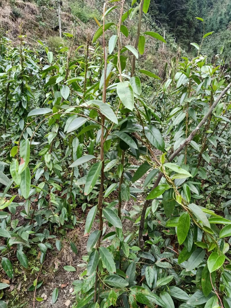 黑老虎，布福娜3年优质品种大苗，种植结果快