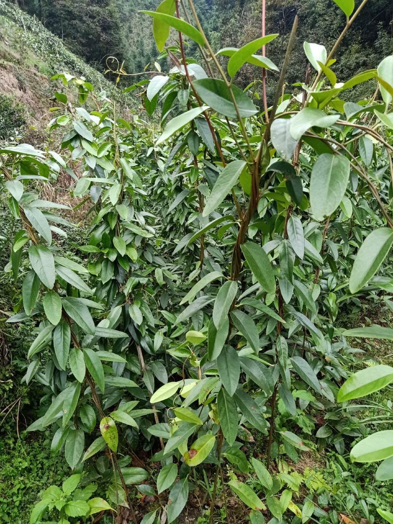 黑老虎，布福娜3年优质品种大苗，种植结果快
