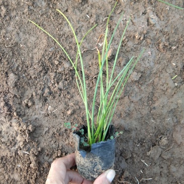 葱兰白花葱兰宿根花卉种植基地