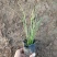 葱兰白花葱兰宿根花卉种植基地