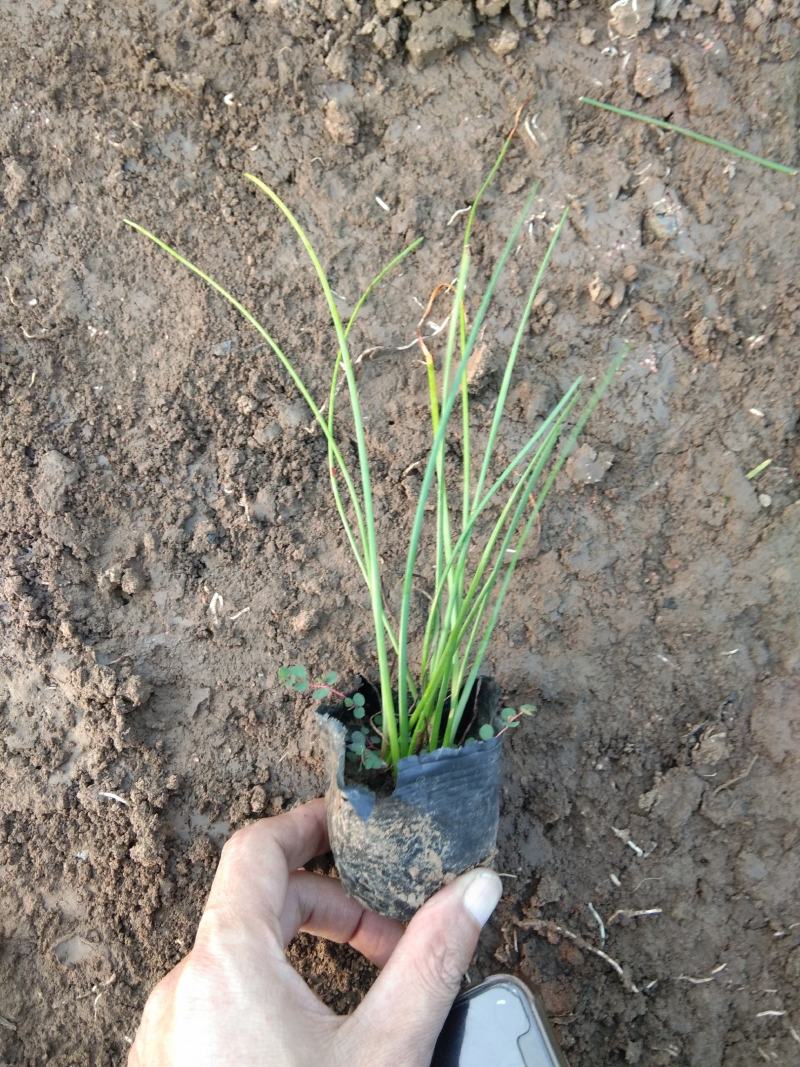 葱兰白花葱兰宿根花卉种植基地