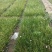 葱兰白花葱兰宿根花卉种植基地