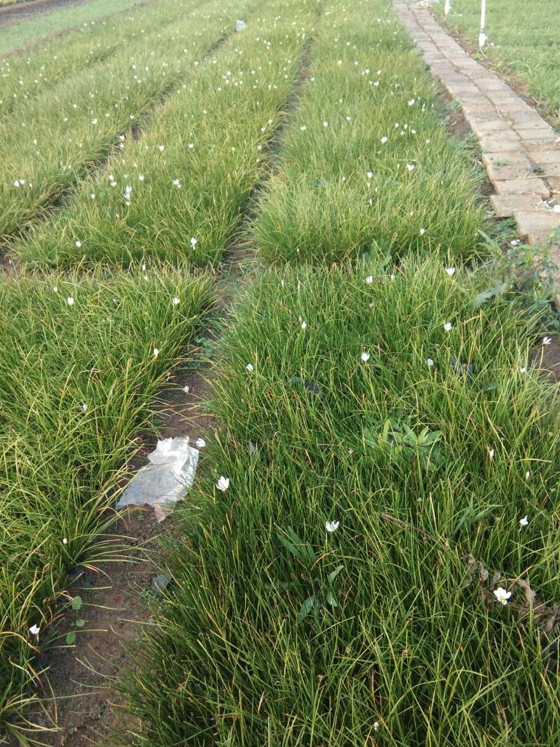 葱兰白花葱兰宿根花卉种植基地