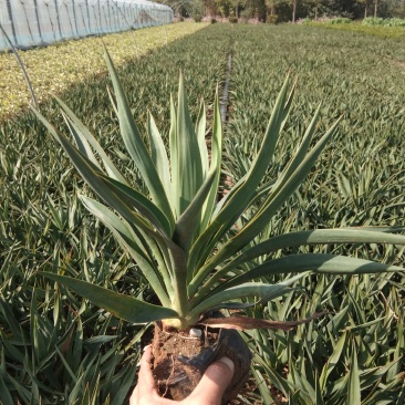 凤尾兰剑麻宿根地被草花种植基地