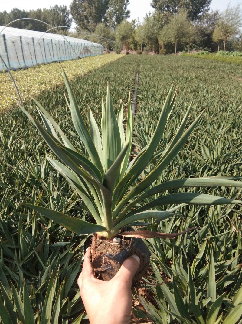 凤尾兰剑麻宿根地被草花种植基地