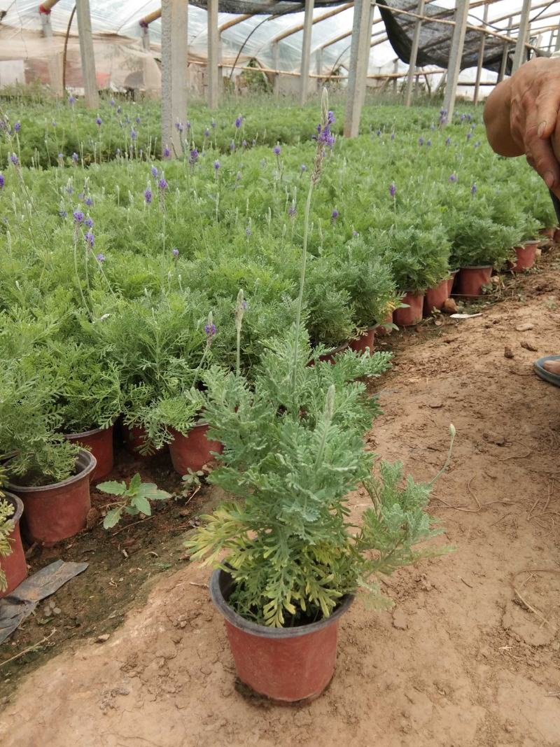 薰衣草羽叶薰衣草香草花卉种植基地