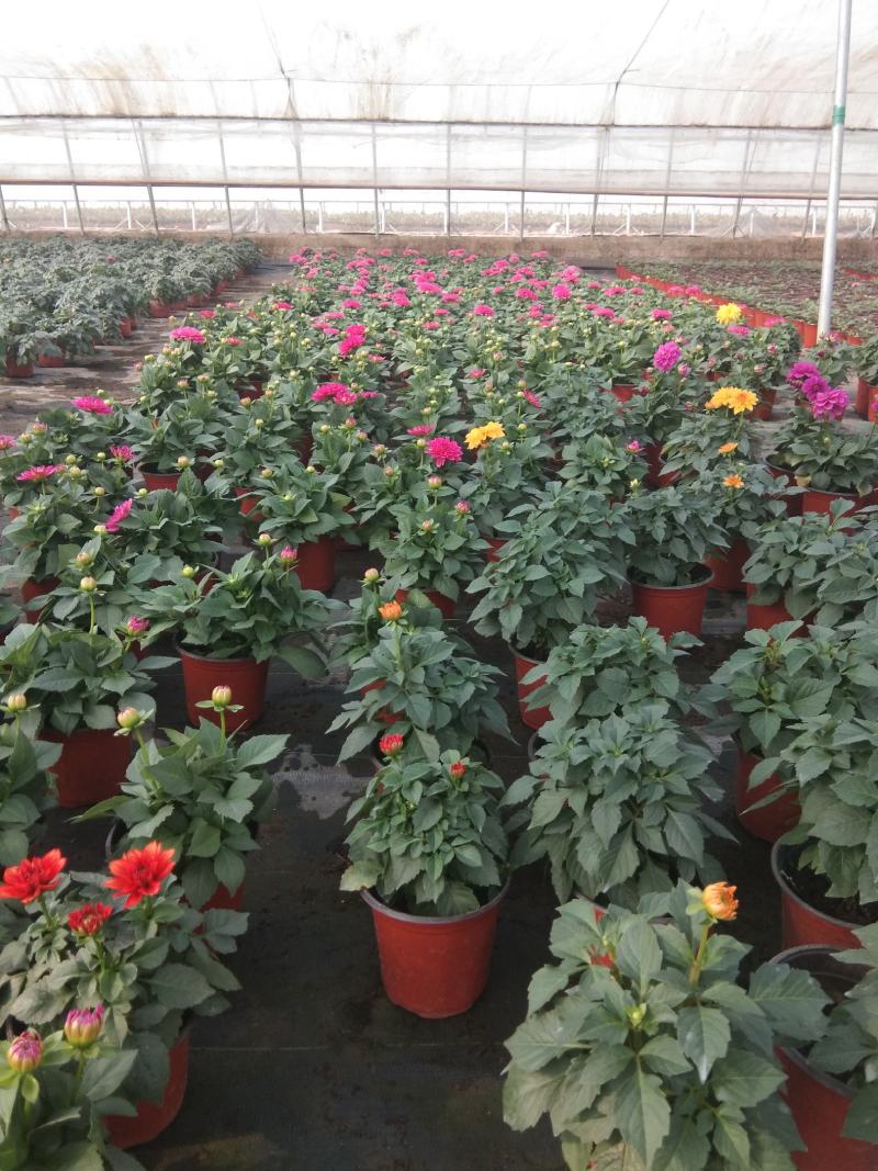 小丽花盆栽小丽花观赏盆花种植基地