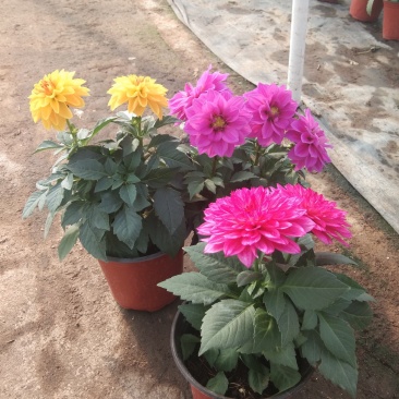 小丽花盆栽小丽花观赏盆花种植基地