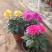 小丽花盆栽小丽花观赏盆花种植基地