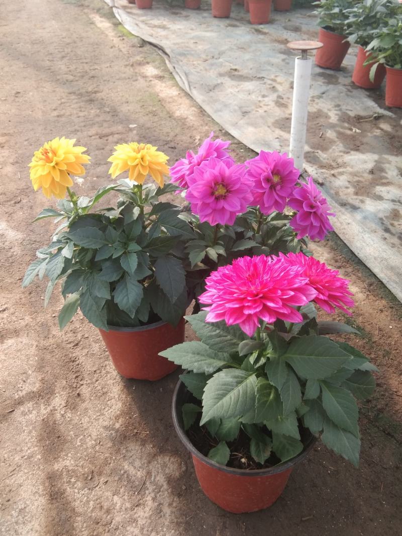 小丽花盆栽小丽花观赏盆花种植基地