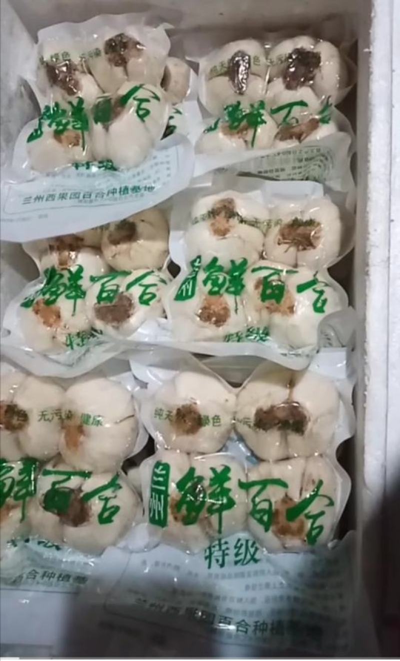 甘肃兰州特有农产品鲜百合，绿色食品无硫无农药一件代发