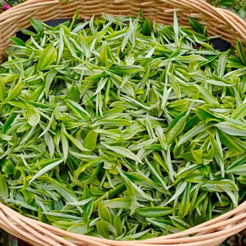 广西来宾市金秀县大瑶山早春绿茶
