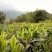 广西来宾市金秀县大瑶山早春绿茶