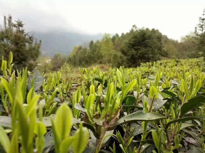 广西来宾市金秀县大瑶山早春绿茶