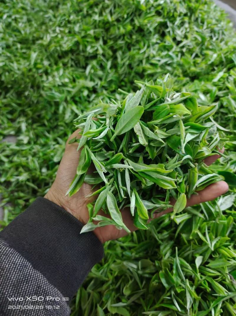 广西来宾市金秀县大瑶山早春绿茶