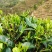 广西来宾市金秀县大瑶山早春绿茶