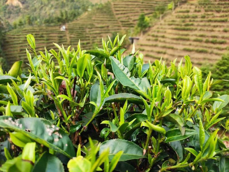 广西来宾市金秀县大瑶山早春绿茶