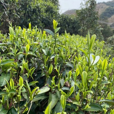 广西来宾市金秀县大瑶山早春绿茶