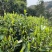 广西来宾市金秀县大瑶山早春绿茶