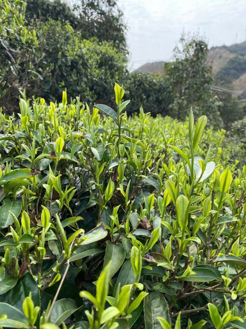广西来宾市金秀县大瑶山早春绿茶
