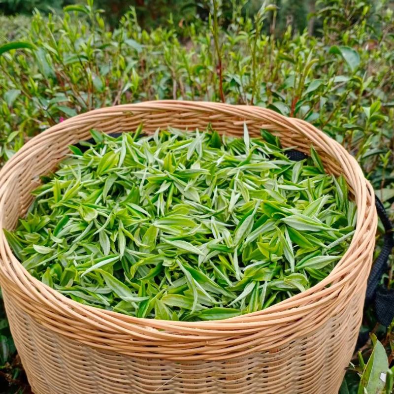 广西来宾市金秀县大瑶山早春绿茶