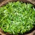 广西来宾市金秀县大瑶山早春绿茶