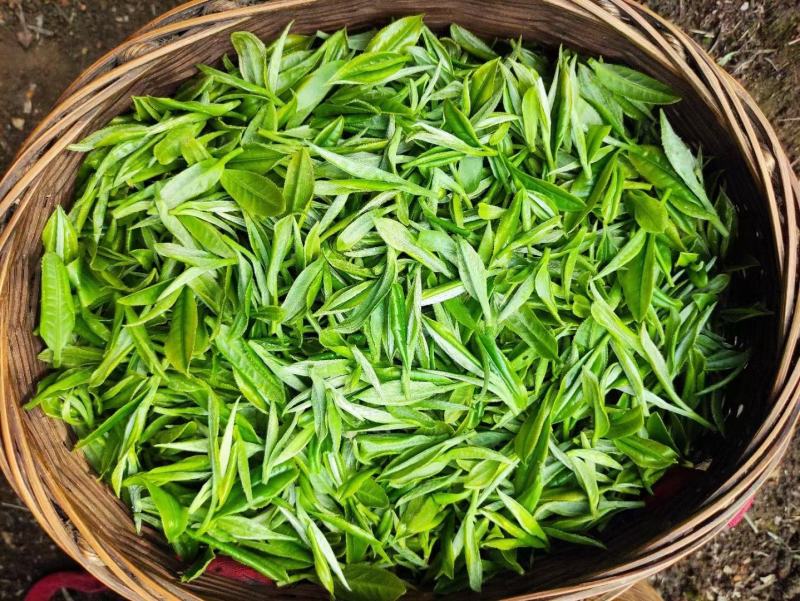 广西来宾市金秀县大瑶山早春绿茶