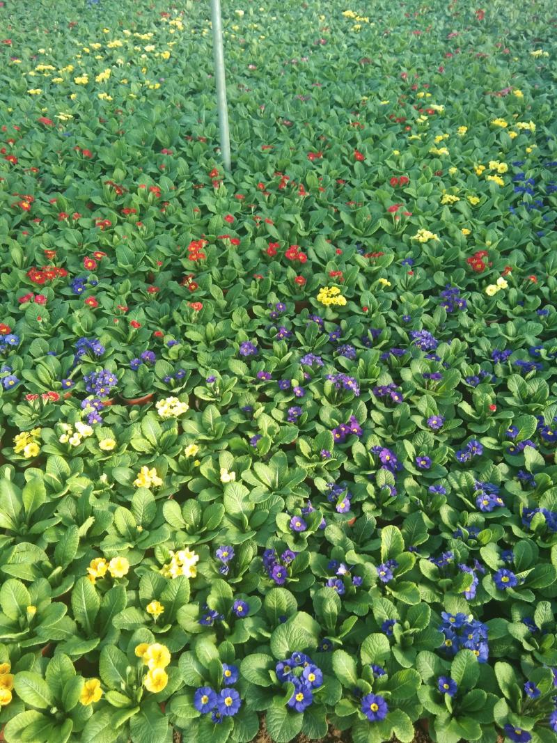 报春花春季租摆花卉时令花卉种植基地