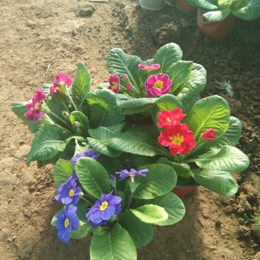 报春花春季租摆花卉时令花卉种植基地