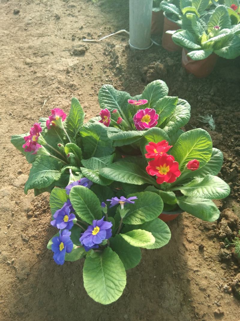 报春花春季租摆花卉时令花卉种植基地