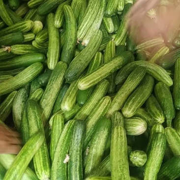 新鲜上市小黄瓜，量大从优。价格优惠