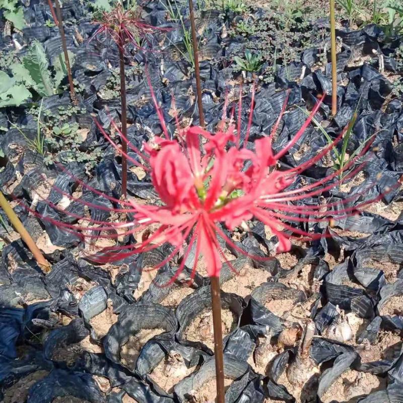 红花石蒜彼岸花宿根花卉种植基地