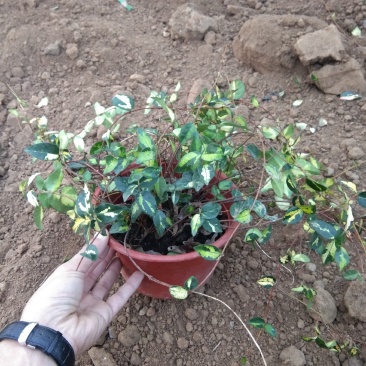 花叶络石双色盆络石