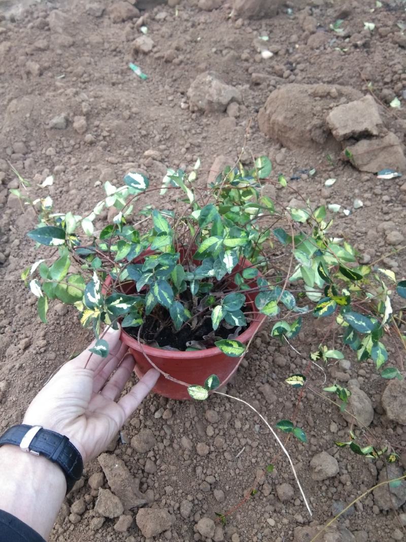 花叶络石双色盆络石