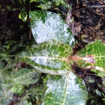 纯野生珍稀植株。金线莲！