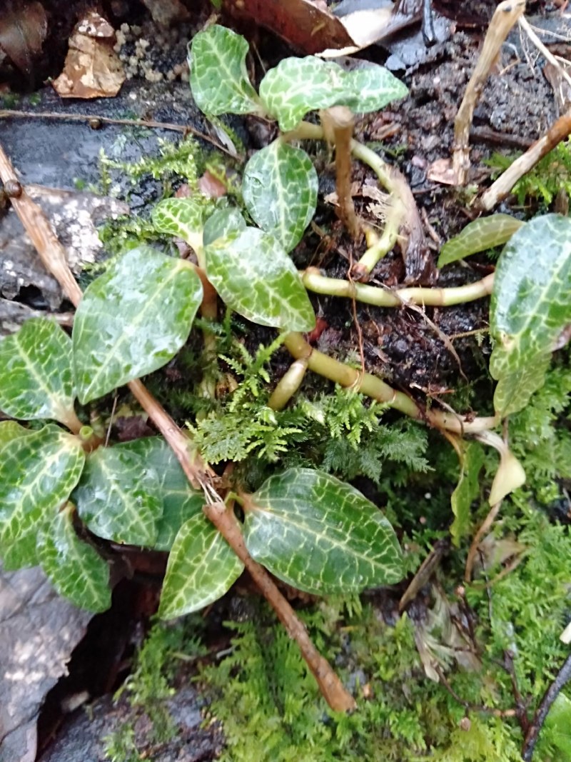 纯野生珍稀植株。金线莲！