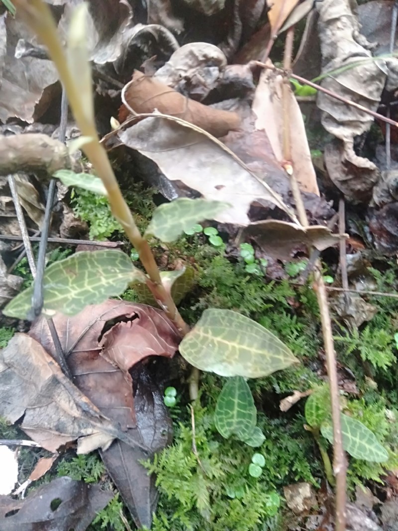 纯野生珍稀植株。金线莲！